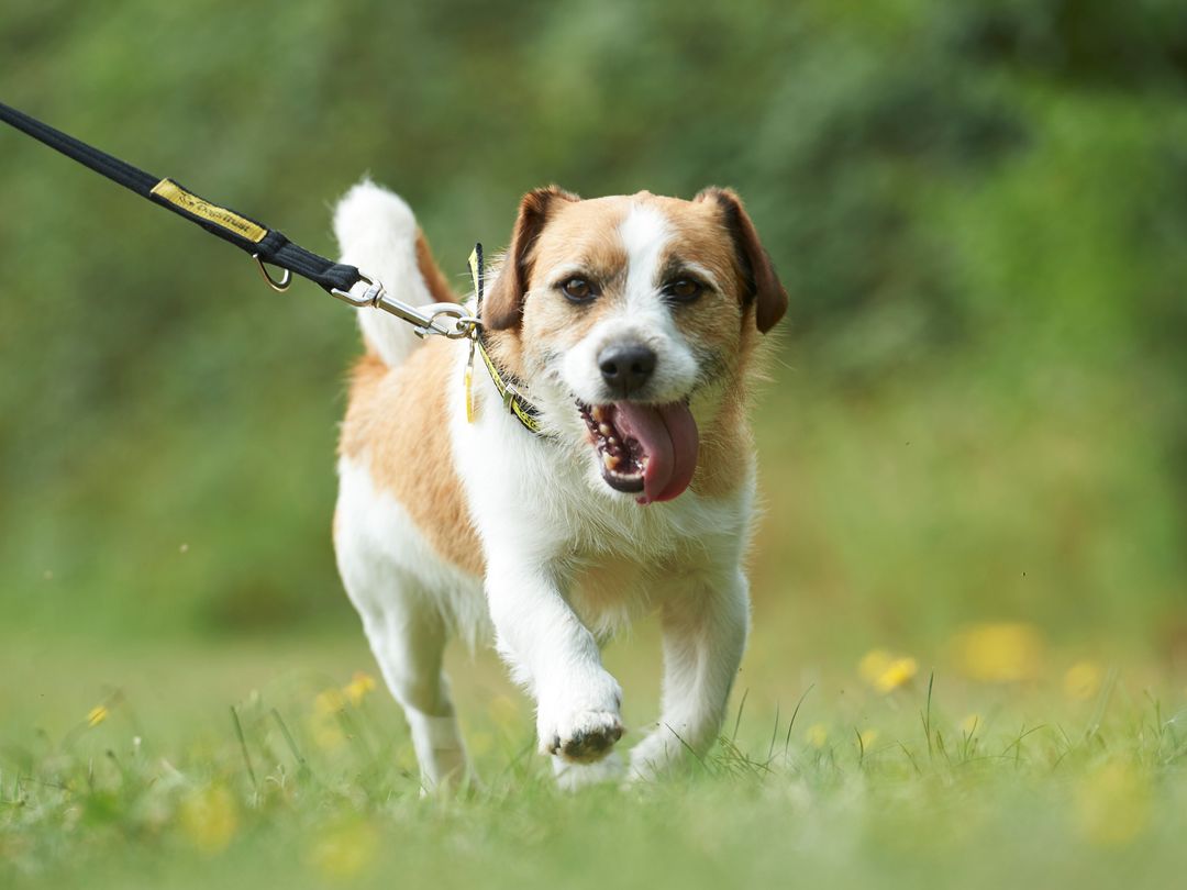 How Can You Tell If Your Dog Is Happy